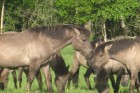 Läti - Metsikud hobused Pape looduspargis