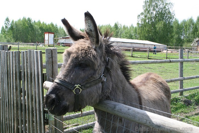 Mini zoo „Dobuļi” iepazīstina ar daudzveidīgu un interesantu savvaļas un mājdzīvnieku kolekciju [0]