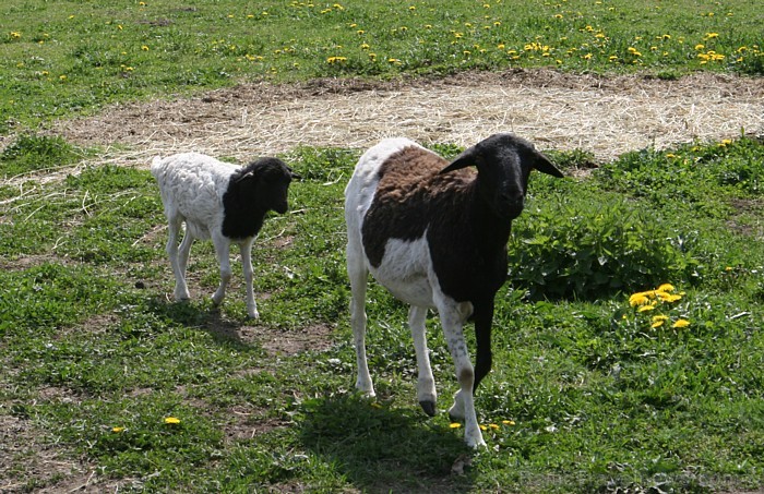 Mini zoo ir gan pundurkazas, gan Svētā Jakoba aitas ar četriem ragiem, Anglo – Nūbijas kazas,  Somālijas aitas [13]