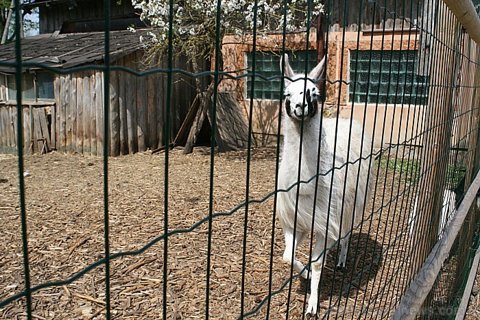 Arī lamas un alpaki [14]
