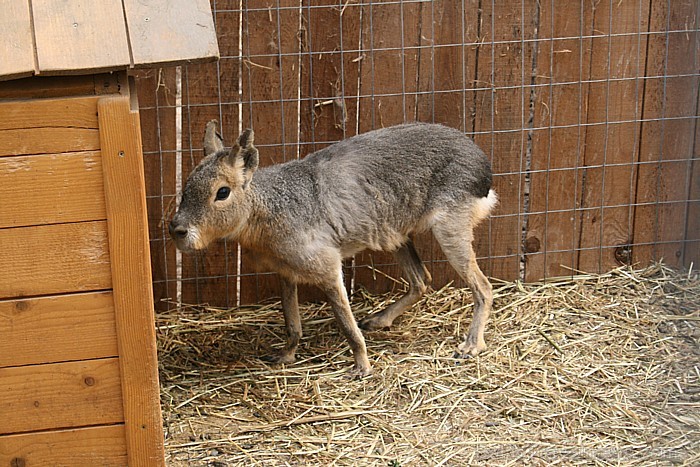 Zoo var aplūkot arī dažādus pēc izskata interesantus dzīvniekus [16]