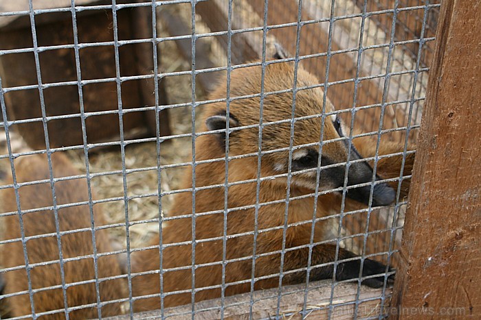 2009. gadā mini zoo „Dobuļi”  saņēma titulu kā ģimenei draudzīgākā vieta Zemgalē [19]