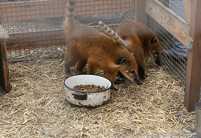 Mini zoo «Dobuļi» noteikti ir apmeklējuma vērta, ja vēlas draudzīgā un jaukā atmosfērā pavadīt laiku [21]