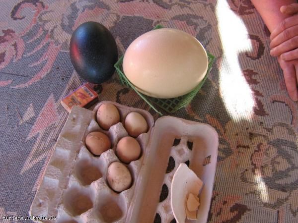 Mini-zoodarzs-Viesturi 