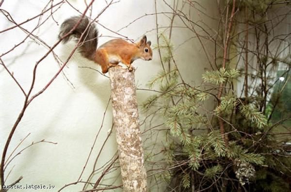 Annas-Azes-meza-ekspozicija 