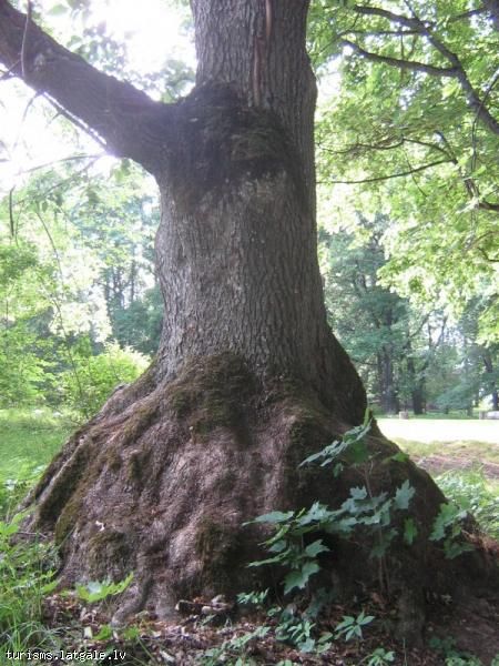 Vaboles-muiza-un-parks 
