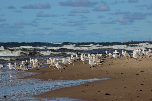 Zila_karoga_pludmale 